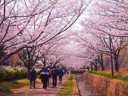 SAKURA .jpeg