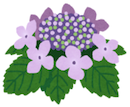 gakuajisai.png