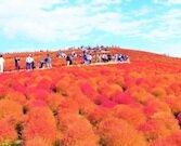 コキア（赤）.jpg
