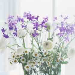 白と紫の花束.jpg