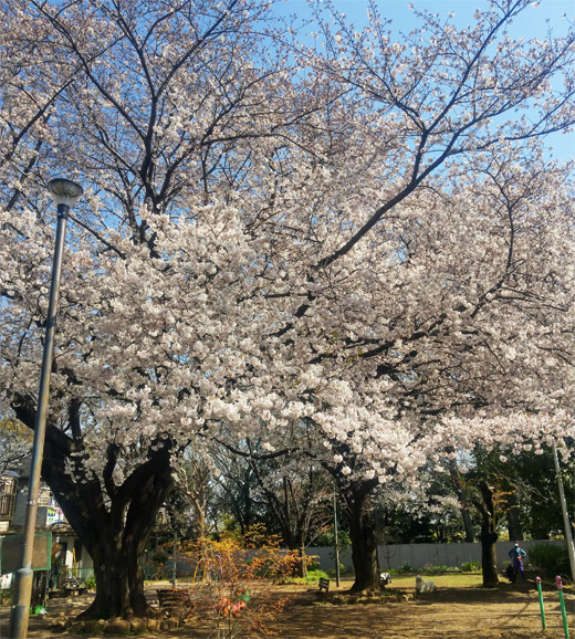 20210330_ojihoncho2_01.jpg