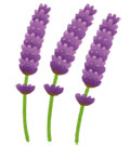 flower_lavenderm.jpg